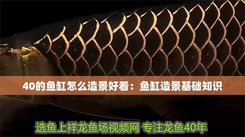 40的魚缸怎么造景好看：魚缸造景基礎(chǔ)知識