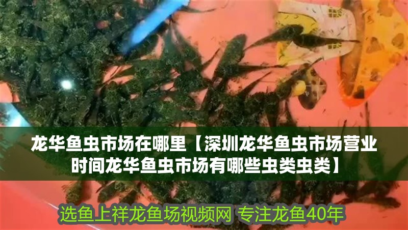 龍華魚(yú)蟲(chóng)市場(chǎng)在哪里【深圳龍華魚(yú)蟲(chóng)市場(chǎng)營(yíng)業(yè)時(shí)間龍華魚(yú)蟲(chóng)市場(chǎng)有哪些蟲(chóng)類(lèi)蟲(chóng)類(lèi)】