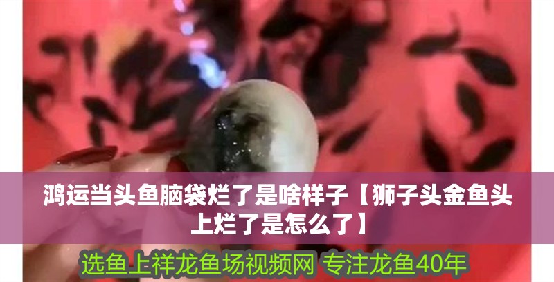 龍魚干蝦有營養嗎 鴻運當頭魚腦袋爛了是啥樣子【獅子頭金魚頭上爛了是怎么了】 龍魚論壇 鴻運當頭魚腦袋爛了是啥樣子【獅子頭金魚頭上爛了是怎么了】 鴻運當頭魚腦袋爛了是啥樣子【獅子頭金魚頭上爛了是怎么了】 龍魚論壇