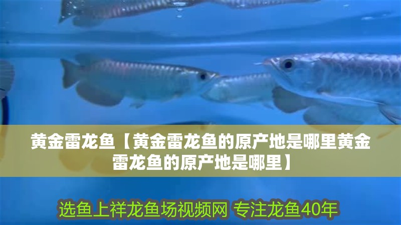 黃金雷龍魚【黃金雷龍魚的原產地是哪里黃金雷龍魚的原產地是哪里】