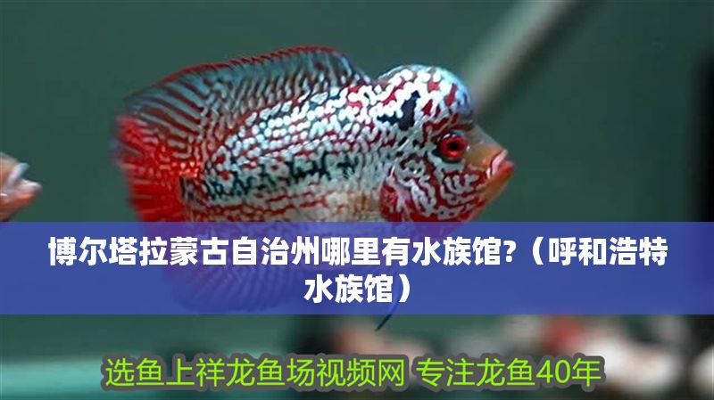 博爾塔拉蒙古自治州哪里有水族館?（呼和浩特水族館）