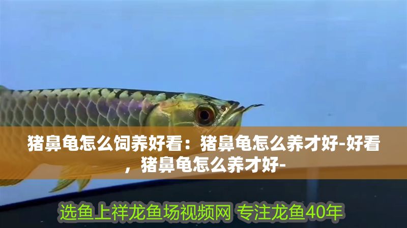 豬鼻龜怎么飼養(yǎng)好看：豬鼻龜怎么養(yǎng)才好-好看，豬鼻龜怎么養(yǎng)才好-