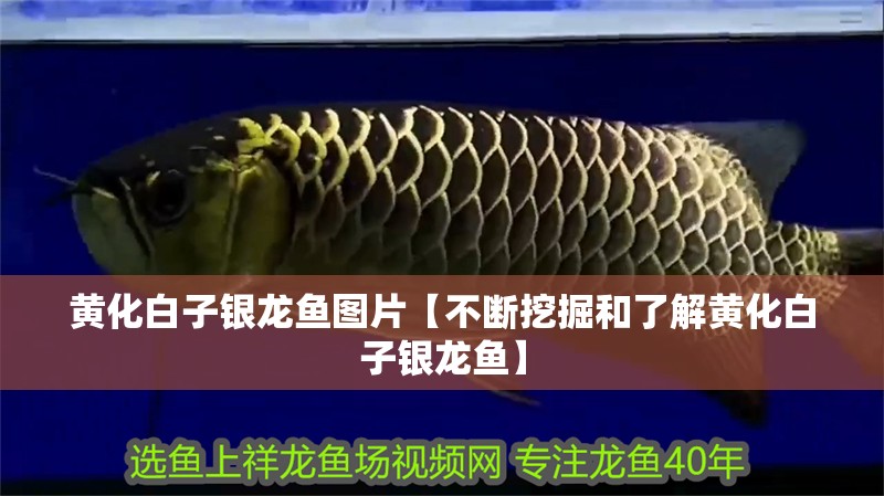 黃化白子銀龍魚圖片【不斷挖掘和了解黃化白子銀龍魚】