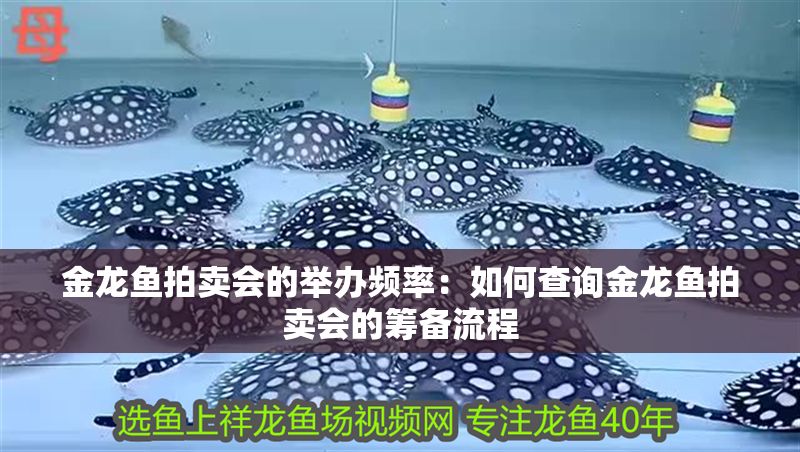 金龍魚拍賣會的舉辦頻率：如何查詢金龍魚拍賣會的籌備流程