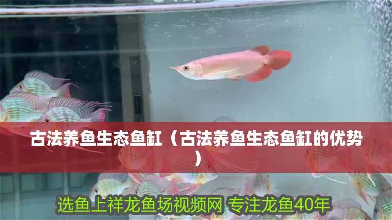 古法養魚生態魚缸（古法養魚生態魚缸的優勢）