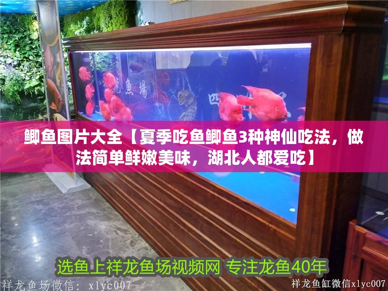 鯽魚圖片大全【夏季吃魚鯽魚3種神仙吃法，做法簡單鮮嫩美味，湖北人都愛吃】