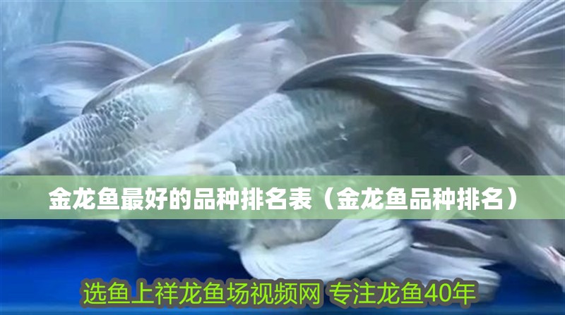 金龍魚最好的品種排名表（金龍魚品種排名）