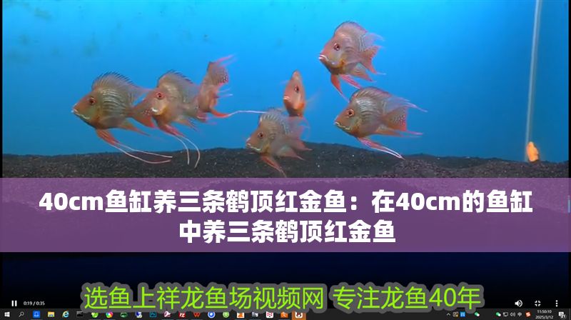 40cm魚缸養(yǎng)三條鶴頂紅金魚：在40cm的魚缸中養(yǎng)三條鶴頂紅金魚