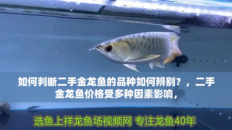 如何判斷二手金龍魚的品種如何辨別？，二手金龍魚價格受多種因素影響，