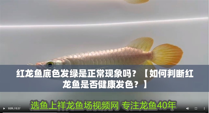 紅龍魚底色發(fā)綠是正常現(xiàn)象嗎？【如何判斷紅龍魚是否健康發(fā)色？】