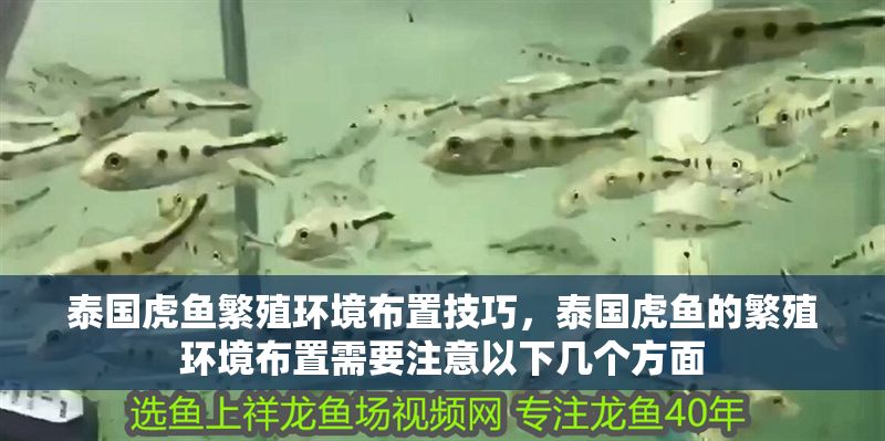泰國虎魚繁殖環(huán)境布置技巧，泰國虎魚的繁殖環(huán)境布置需要注意以下幾個(gè)方面