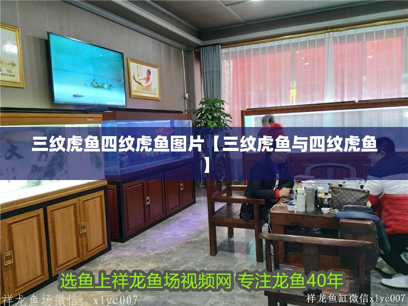 三紋虎魚四紋虎魚圖片【三紋虎魚與四紋虎魚】
