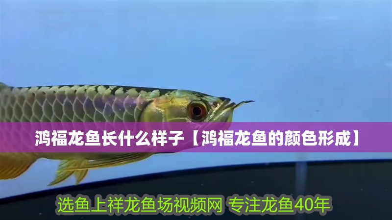 鴻福龍魚長什么樣子【鴻福龍魚的顏色形成】