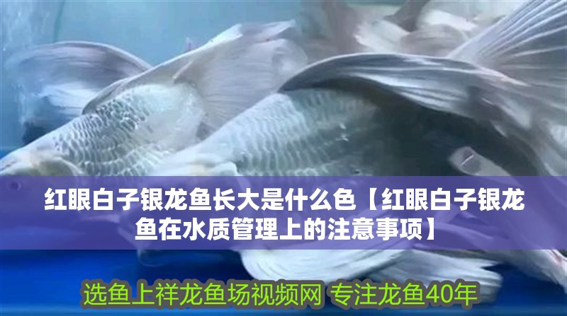 紅眼白子銀龍魚(yú)長(zhǎng)大是什么色【紅眼白子銀龍魚(yú)在水質(zhì)管理上的注意事項(xiàng)】