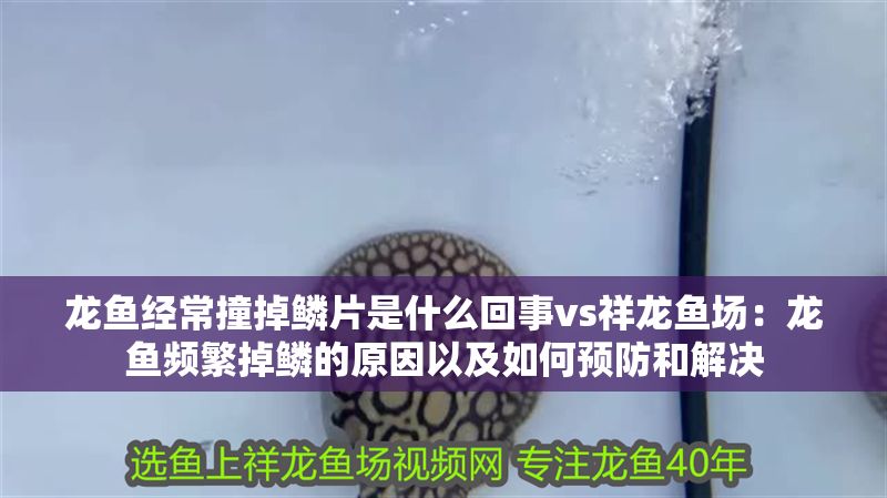 龍魚經常撞掉鱗片是什么回事vs祥龍魚場:龍魚頻繁掉鱗的原因以及如何預防和解決 vs祥龍魚場 第2張 龍魚經常撞掉鱗片是什么回事vs祥龍魚場:龍魚頻繁掉鱗的原因以及如何預防和解決 龍魚經常撞掉鱗片是什么回事vs祥龍魚場:龍魚頻繁掉鱗的原因以及如何預防和解決 vs祥龍魚場 第2張