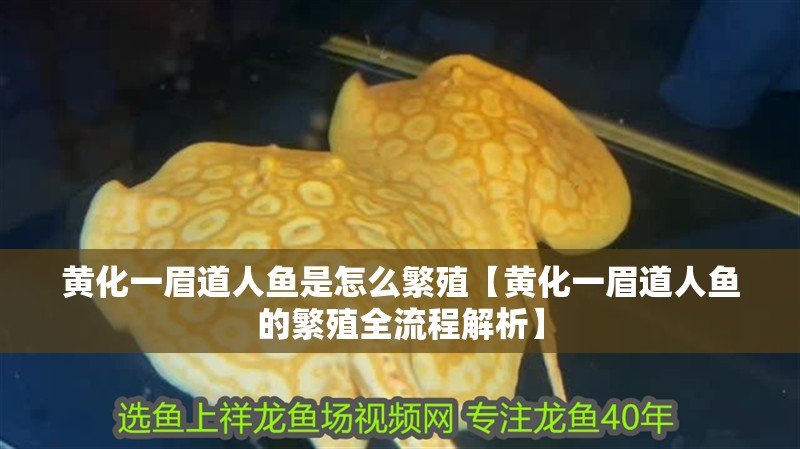 黃化一眉道人魚是怎么繁殖【黃化一眉道人魚的繁殖全流程解析】