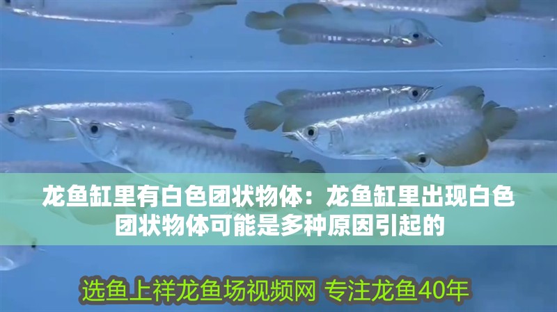 龍魚缸里有白色團(tuán)狀物體：龍魚缸里出現(xiàn)白色團(tuán)狀物體可能是多種原因引起的