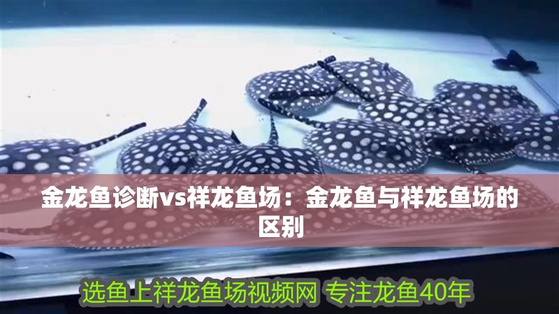 金龍魚診斷vs祥龍魚場：金龍魚與祥龍魚場的區別