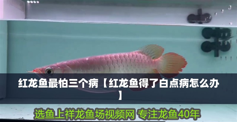 紅龍魚最怕三個病【紅龍魚得了白點病怎么辦】