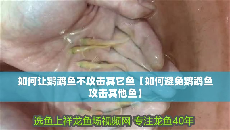 如何讓鸚鵡魚不攻擊其它魚【如何避免鸚鵡魚攻擊其他魚】