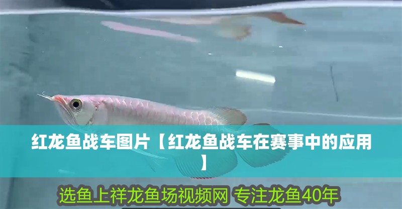 紅龍魚戰車圖片【紅龍魚戰車在賽事中的應用】
