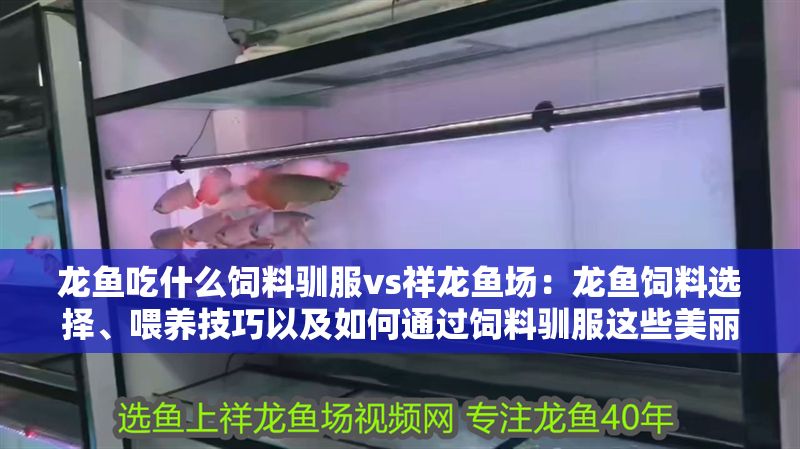 龍魚吃什么飼料馴服vs祥龍魚場：龍魚飼料選擇、喂養技巧以及如何通過飼料馴服這些美麗的生物