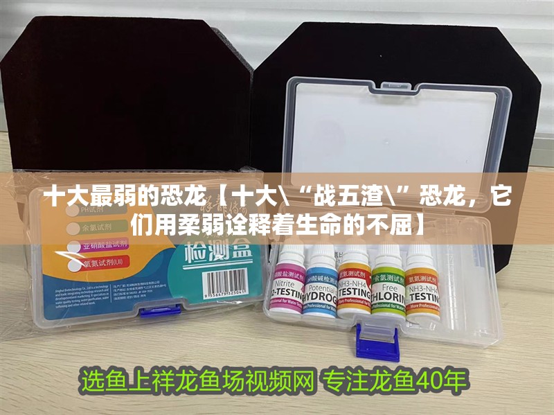 十大最弱的恐龍【十大\“戰(zhàn)五渣\”恐龍，它們用柔弱詮釋著生命的不屈】