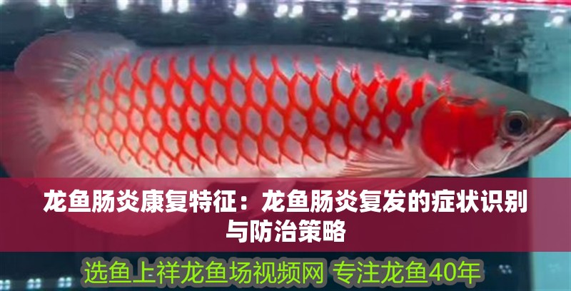 龍魚腸炎康復(fù)特征：龍魚腸炎復(fù)發(fā)的癥狀識(shí)別與防治策略