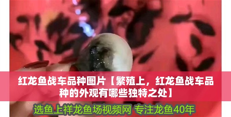 紅龍魚戰(zhàn)車品種圖片【繁殖上，紅龍魚戰(zhàn)車品種的外觀有哪些獨(dú)特之處】