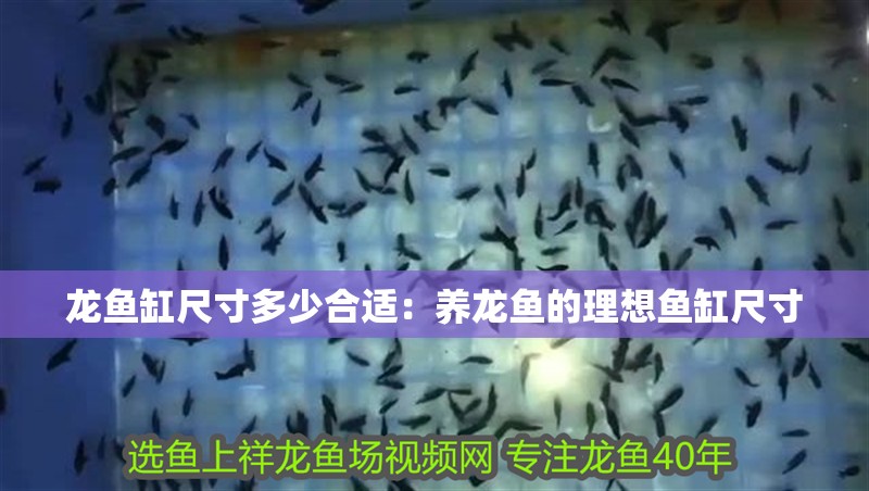 龍魚缸尺寸多少合適：養龍魚的理想魚缸尺寸