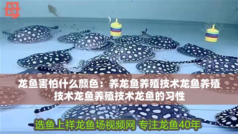 龍魚害怕什么顏色：養(yǎng)龍魚養(yǎng)殖技術(shù)龍魚養(yǎng)殖技術(shù)龍魚養(yǎng)殖技術(shù)龍魚的習(xí)性
