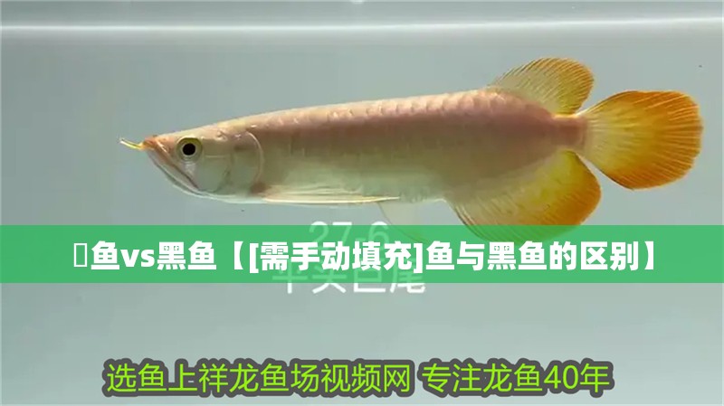 鳡魚vs黑魚【[需手動填充]魚與黑魚的區別】