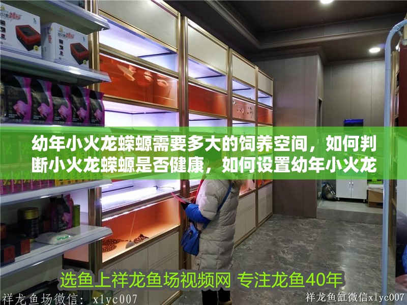 幼年小火龍蠑螈需要多大的飼養空間，如何判斷小火龍蠑螈是否健康，如何設置幼年小火龍蠑螈的飼養環境