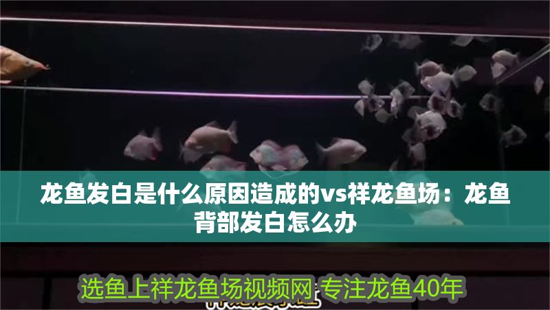龍魚發白是什么原因造成的vs祥龍魚場：龍魚背部發白怎么辦