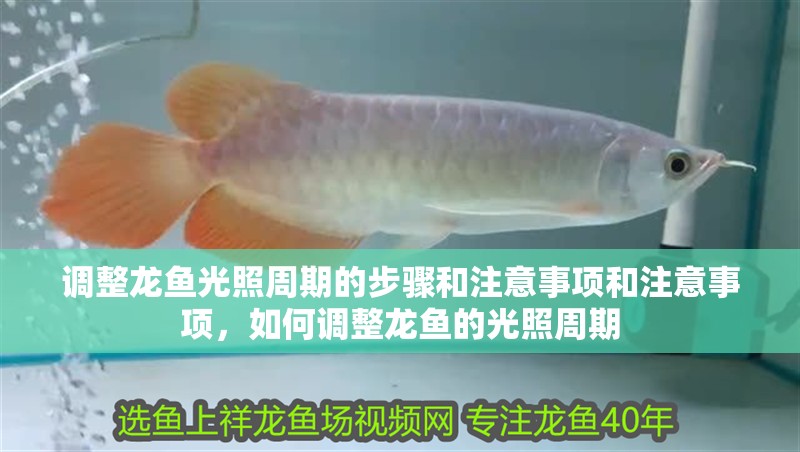調整龍魚光照周期的步驟和注意事項和注意事項，如何調整龍魚的光照周期
