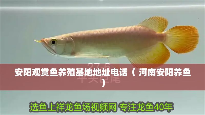安陽觀賞魚養(yǎng)殖基地地址電話（ 河南安陽養(yǎng)魚）