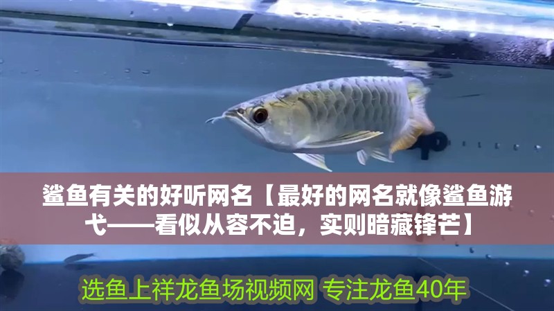 鯊魚有關(guān)的好聽網(wǎng)名【最好的網(wǎng)名就像鯊魚游弋——看似從容不迫，實(shí)則暗藏鋒芒】