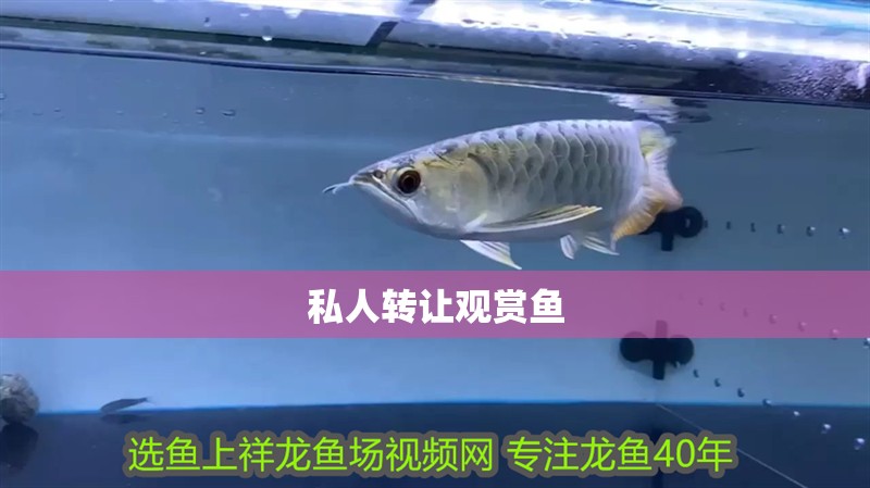 私人轉(zhuǎn)讓觀賞魚