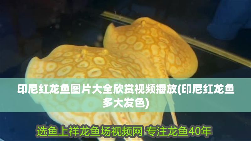 印尼紅龍魚圖片大全欣賞視頻播放(印尼紅龍魚多大發色)