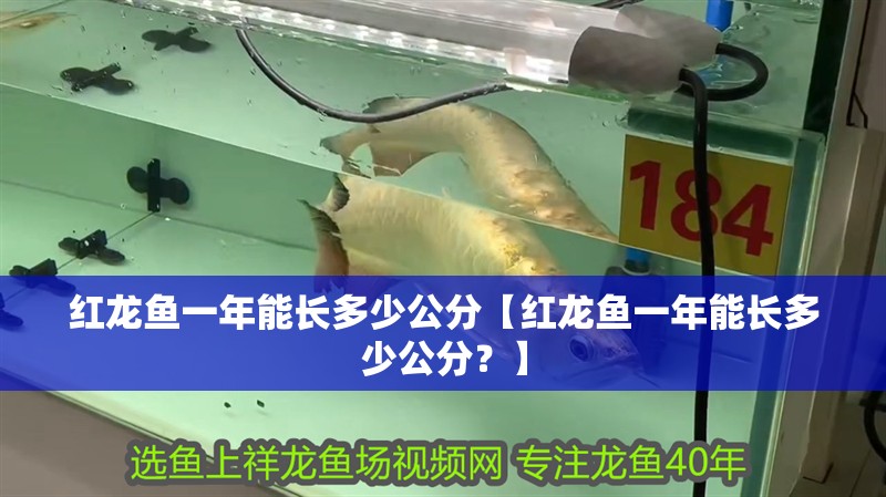 紅龍魚一年能長多少公分【紅龍魚一年能長多少公分？】