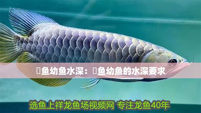 魟魚幼魚水深：魟魚幼魚的水深要求
