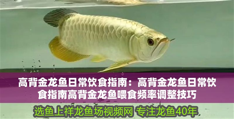 高背金龍魚日常飲食指南：高背金龍魚日常飲食指南高背金龍魚喂食頻率調整技巧