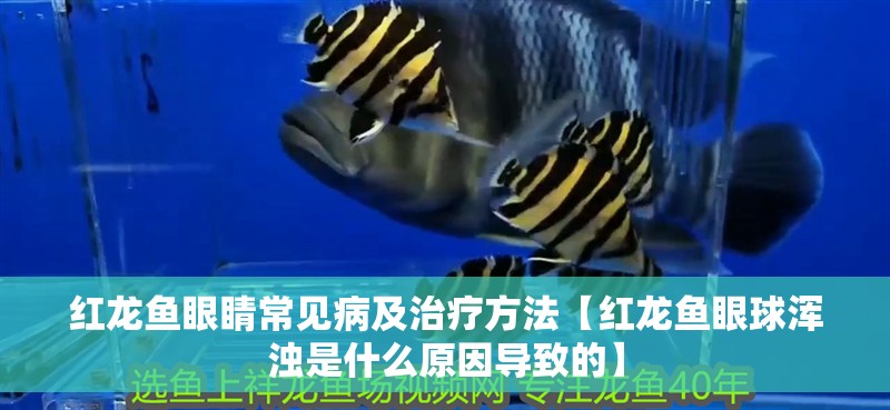 紅龍魚眼睛常見病及治療方法【紅龍魚眼球渾濁是什么原因導致的】
