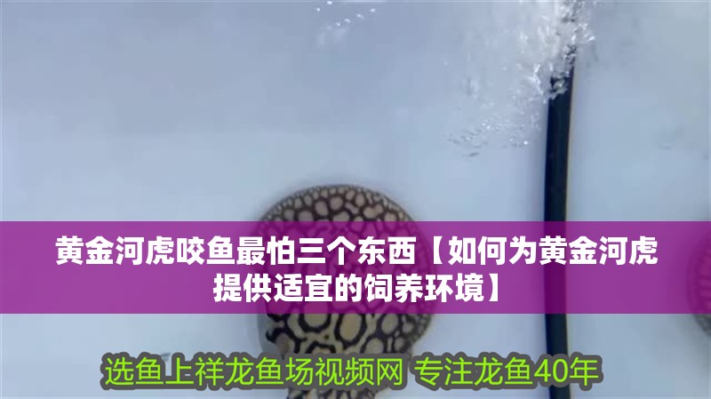 黃金河虎咬魚最怕三個東西【如何為黃金河虎提供適宜的飼養(yǎng)環(huán)境】