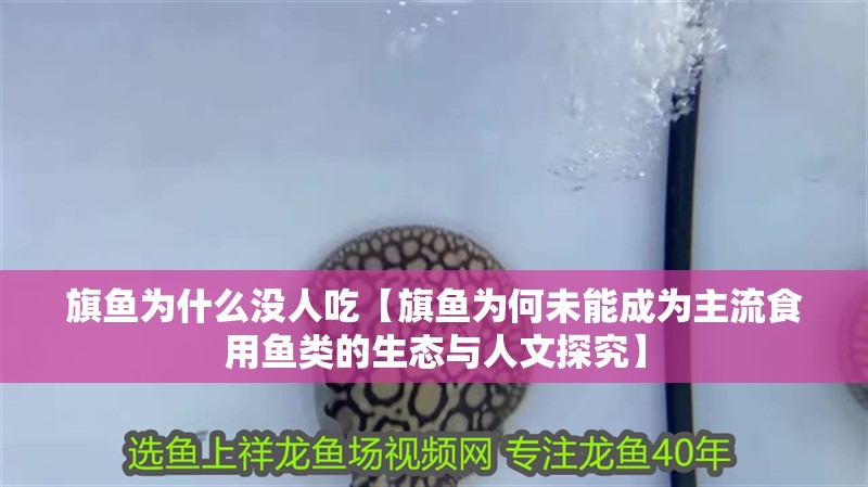 旗魚為什么沒人吃【旗魚為何未能成為主流食用魚類的生態(tài)與人文探究】