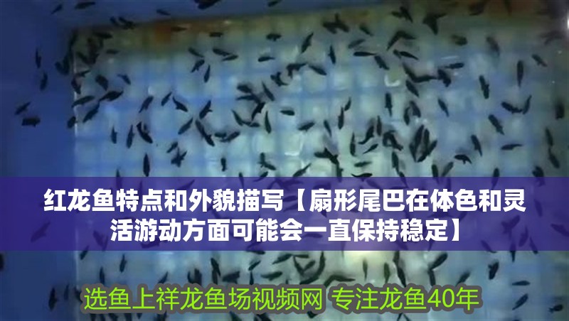 紅龍魚特點(diǎn)和外貌描寫【扇形尾巴在體色和靈活游動(dòng)方面可能會(huì)一直保持穩(wěn)定】