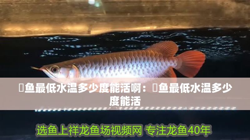 魟魚最低水溫多少度能活啊：魟魚最低水溫多少度能活