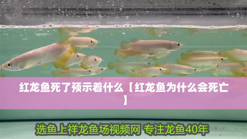 鸚鵡魚和銀龍魚混養怎樣喂食 紅龍魚死了預示著什么【紅龍魚為什么會死亡】 水族問答 紅龍魚死了預示著什么【紅龍魚為什么會死亡】 紅龍魚死了預示著什么【紅龍魚為什么會死亡】 水族問答