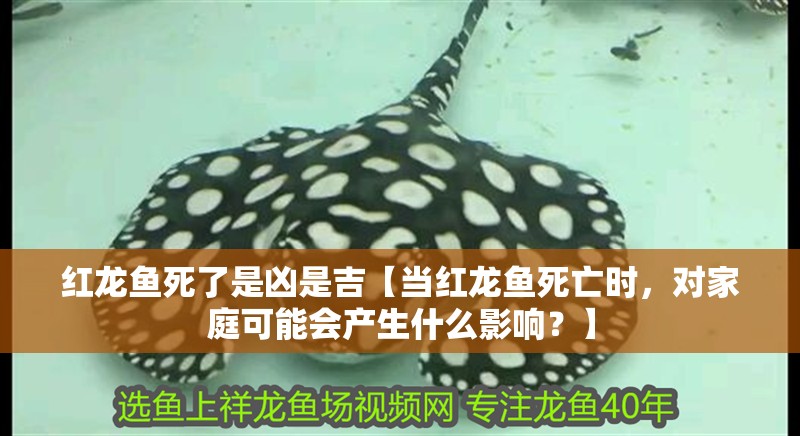 紅龍魚死了是兇是吉【當紅龍魚死亡時，對家庭可能會產(chǎn)生什么影響？】