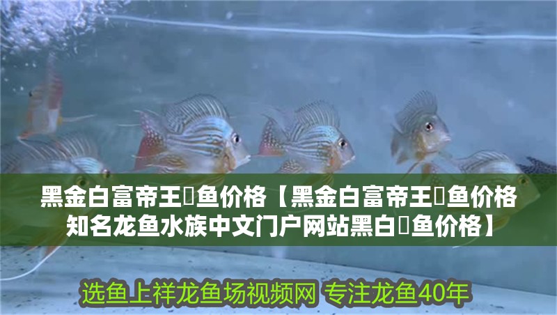 黑金白富帝王魟魚價格【黑金白富帝王魟魚價格知名龍魚水族中文門戶網站黑白魟魚價格】